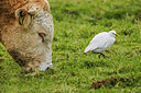BUITEN BEELD Foto: 252899