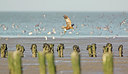 BUITEN BEELD Foto: 252937