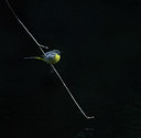 BUITEN BEELD Foto: 252942