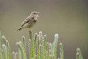 BUITEN BEELD Foto: 252948