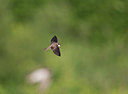 BUITEN BEELD Foto: 252963