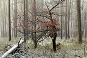 BUITEN BEELD Foto: 253007