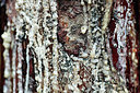 BUITEN BEELD Foto: 253009