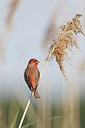 BUITEN BEELD Foto: 253037