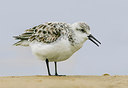 BUITEN BEELD Foto: 253078