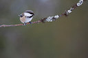 BUITEN BEELD Foto: 253104