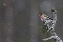 BUITEN BEELD Foto: 253108