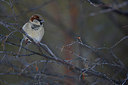 BUITEN BEELD Foto: 253114
