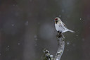 BUITEN BEELD Foto: 253124