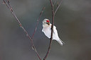 BUITEN BEELD Foto: 253126