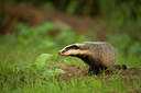 BUITEN BEELD Foto: 253244