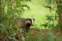BUITEN BEELD Foto: 253245