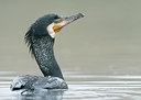 BUITEN BEELD Foto: 253324