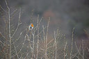 BUITEN BEELD Foto: 253344