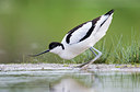 BUITEN BEELD Foto: 253361