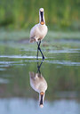 BUITEN BEELD Foto: 253371
