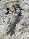 BUITEN BEELD Foto: 253375
