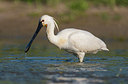 BUITEN BEELD Foto: 253382