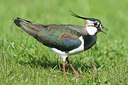 BUITEN BEELD Foto: 253424