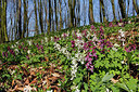 BUITEN BEELD Foto: 253467