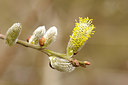 BUITEN BEELD Foto: 253512