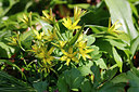 BUITEN BEELD Foto: 253520