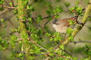 BUITEN BEELD Foto: 253528