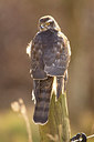 BUITEN BEELD Foto: 253534
