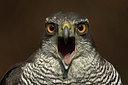 BUITEN BEELD Foto: 253567