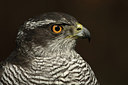 BUITEN BEELD Foto: 253568