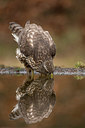 BUITEN BEELD Foto: 253569