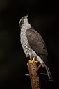 BUITEN BEELD Foto: 253571