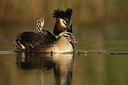 BUITEN BEELD Foto: 253574