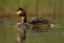 BUITEN BEELD Foto: 253577