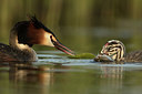 BUITEN BEELD Foto: 253578
