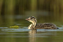 BUITEN BEELD Foto: 253582