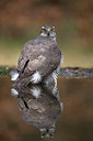 BUITEN BEELD Foto: 253586