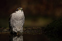 BUITEN BEELD Foto: 253587