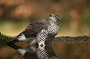 BUITEN BEELD Foto: 253589