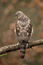 BUITEN BEELD Foto: 253594