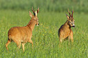 BUITEN BEELD Foto: 253634