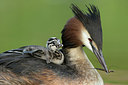 BUITEN BEELD Foto: 253657
