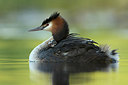 BUITEN BEELD Foto: 253659