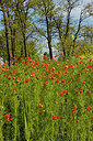 BUITEN BEELD Foto: 253814