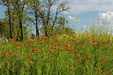BUITEN BEELD Foto: 253815