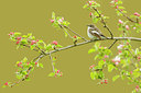 BUITEN BEELD Foto: 253841