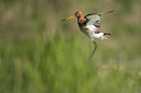 BUITEN BEELD Foto: 253850