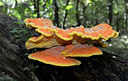 BUITEN BEELD Foto: 253879