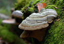 BUITEN BEELD Foto: 253880