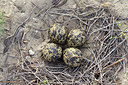 BUITEN BEELD Foto: 253944
